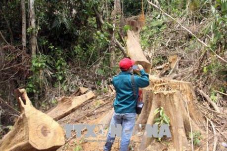 Vụ phá rừng quy mô lớn ở huyện Tuyên Hóa, Quảng Bình: Kỷ luật 5 cán bộ kiểm lâm