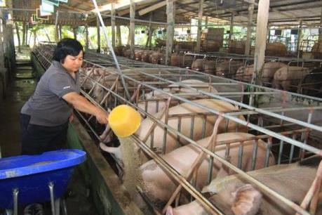 Giá lợn ở Tiền Giang tiếp tục tăng mạnh