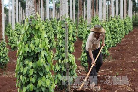 Gia Lai cảnh báo tình trạng thu mua rễ cây hồ tiêu ngay tại vùng dịch