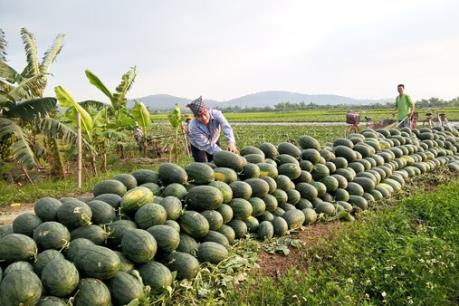 Phá vỡ quy hoạch cây trồng nên tái diễn tình trạng được mùa, mất giá