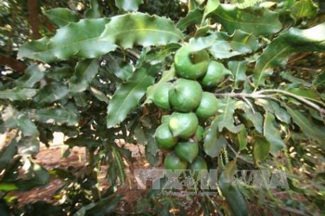 Tiềm năng phát triển cây mắc ca ở Lai Châu