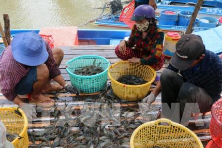 Đưa công nghệ cao vào nuôi tôm thẻ chân trắng
