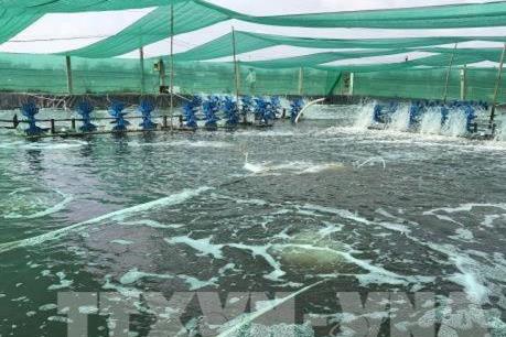 Hướng dẫn, tăng cường quản lý nuôi tôm, ngao