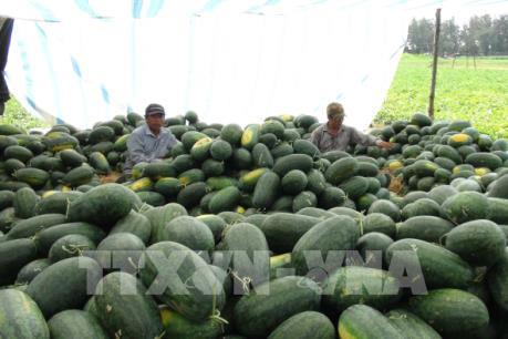 Nông dân Quảng Bình gặp khó trong tiêu thụ dưa hấu