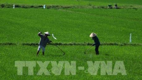 Nhiều tiến bộ kỹ thuật về bảo vệ thực vật trong sản xuất thân thiện môi trường