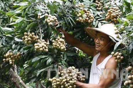 Hưng Yên chuyển đổi hơn 7.000 ha đất lúa