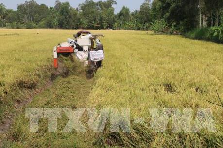 An Giang tăng khả năng cung ứng nguồn nguyên liệu gạo chất lượng cao