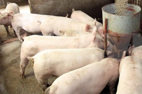 Phát hiện virus gây tiêu chảy ở lợn có nguy lây sang người