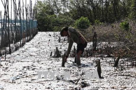 Cà Mau: Yêu cầu kiểm điểm cá nhân, tập thể để xảy ra phá rừng lấy đất nuôi tôm