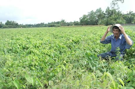Nông dân vùng Đồng Tháp Mười trúng mùa khoai mỡ
