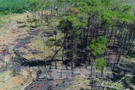 Bắt quả tang 11 đối tượng phá rừng phòng hộ tại thành phố Đà Lạt, Lâm Đồng