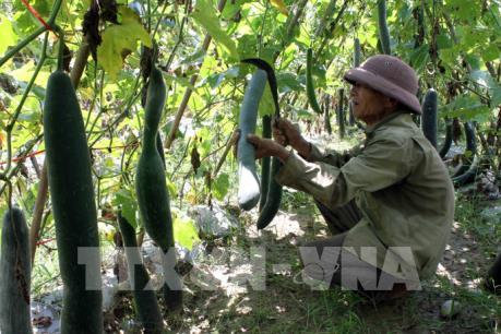 Bí xanh Thanh Lĩnh chờ "giải cứu"
