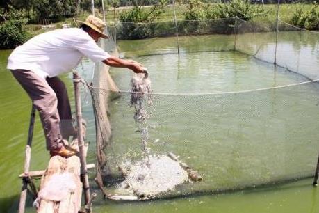 Nuôi cá VietGap khó từ "đầu vào" đến "đầu ra"
