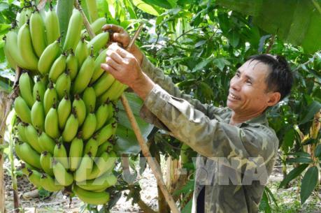 Chuối Nam Mỹ “vỡ mộng” xuất khẩu