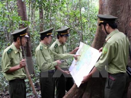 Phát hiện vụ phá gần 20ha rừng tại tỉnh Đắk Lắk