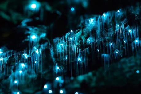Kỳ ảo hang đom đóm ở New Zealand