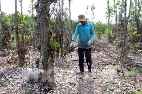 Bà Rịa-Vũng Tàu khuyến cáo nông dân cảnh giác việc thương lái thu mua rễ cây tiêu