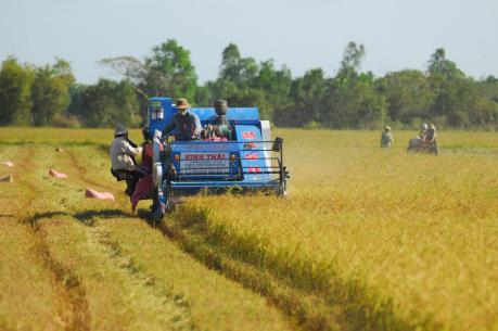 Hợp đồng xuất khẩu gạo lớn của Việt Nam chủ yếu ở phẩm cấp trung bình