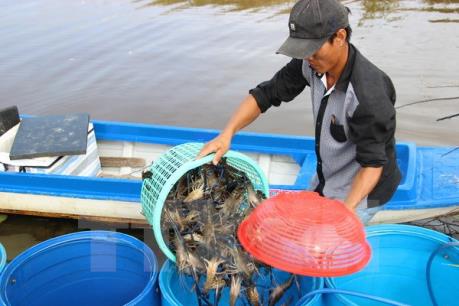 Giá tôm tại Sóc Trăng giảm xuống mức thấp nhất trong 2 năm