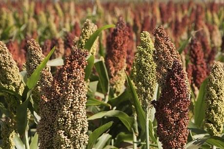 Trung Quốc hủy bỏ cuộc điều tra chống bán phá giá đối với lúa miến nhập khẩu từ Mỹ