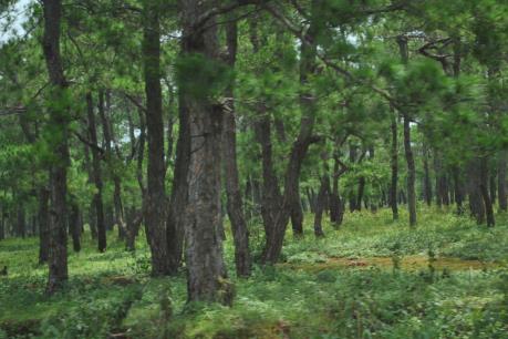 Quảng Trị đề nghị chuyển đổi mục đích sử dụng trên 113 ha rừng và đất lâm nghiệp