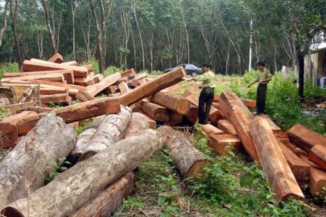 Bắt khẩn cấp đối tượng mua bán, tàng trữ hơn 60 m3 gỗ không rõ nguồn gốc