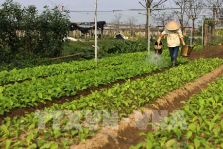 Nông sản an toàn: Không để "vàng thau lẫn lộn"