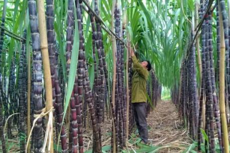 SBT mua gần 62 triệu cổ phiếu quỹ