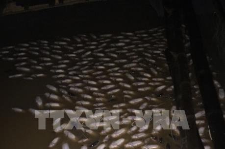 Cá nuôi chết nổi trắng bè trên sông La Ngà