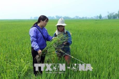 An Giang sớm hướng dẫn nông dân biện pháp quản lý dịch bệnh trên lúa