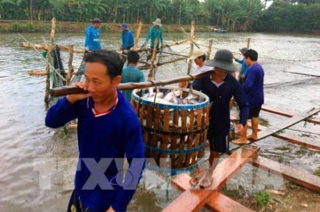 Nuôi cá da trơn thâm canh trên bãi bồi ven sông Tiền