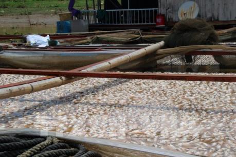 Nguyên nhân khiến cá chết hàng loạt trên sông La Ngà