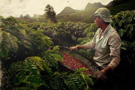 Sản lượng cà phê của Brazil sẽ đạt mức cao kỷ lục niên vụ 2018-19​