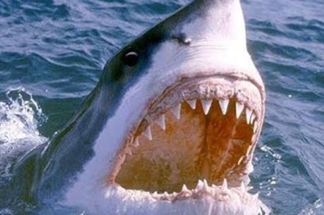 Cấp cứu ngư dân bị cá mập tấn công tại Hải Phòng