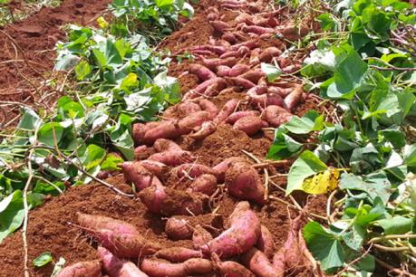 Gia Lai "mắc kẹt" với cây khoai lang