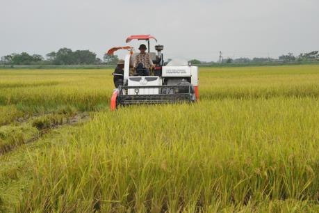 Bà Rịa-Vũng Tàu xây dựng cánh đồng lớn sản xuất lúa, hồ tiêu