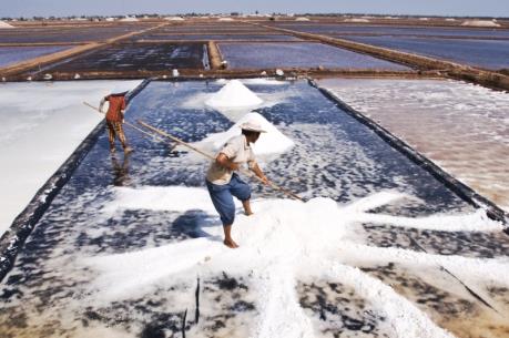Diêm dân Quỳnh Lưu bận rộn sản xuất muối chính vụ