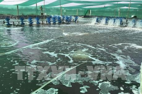 Bạc Liêu mở rộng mô hình nuôi tôm ứng dụng công nghệ cao