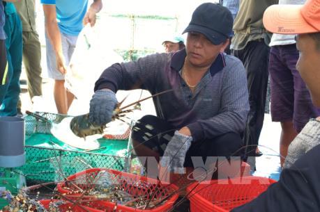 “Vương quốc tôm hùm” Nam Trung bộ - Bài cuối: Để nghề nuôi  phát triển bền vững