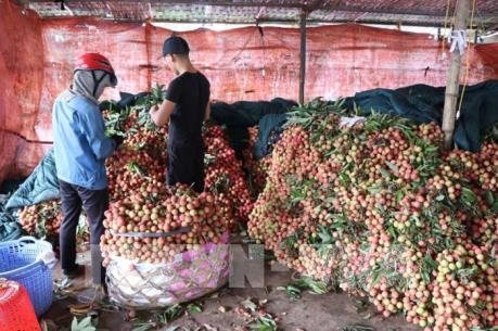 Vải sớm Thanh Hà sản lượng cao, giá tốt