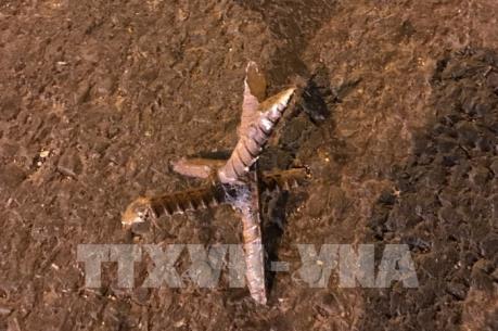 Làm rõ nguồn gốc số đinh rải trên Quốc lộ 18 làm nhiều lái xe gặp nạn