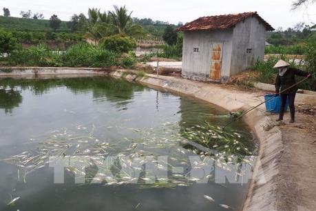 Đã xác định được nguyên nhân cá chết bất thường tại Kon Tum