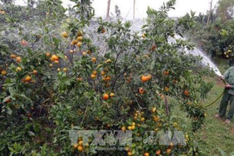 Ồ ạt trồng cam, bưởi - tiềm ẩn nguy cơ được mùa, mất giá