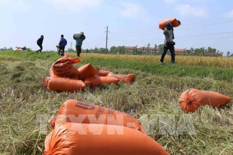 Vụ Đông Xuân 2017 - 2018, miền Bắc được mùa toàn diện