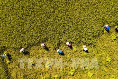 Rực rỡ mùa vàng