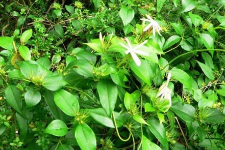 Sản xuất thương mại nhiều sản phẩm từ các cây dược liệu ​