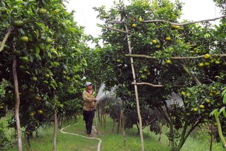 Xây dựng vùng nguyên liệu trái cây - Bài 1: Chủ động vùng nguyên liệu tập trung