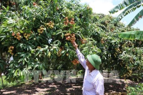 Ngày 10/6 Hải Dương sẽ tổ chức Lễ hội vải thiều Thanh Hà