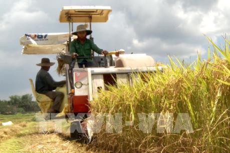 Giải bài toán cạnh tranh của ngành gạo: Nhìn từ chuyện “sốt” IR50404 đến… “ế” nếp