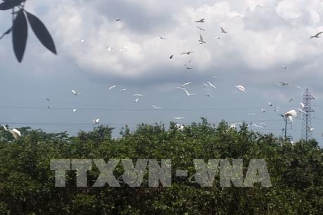 Du lịch sinh thái vườn cò hấp dẫn du khách ở Kiên Giang